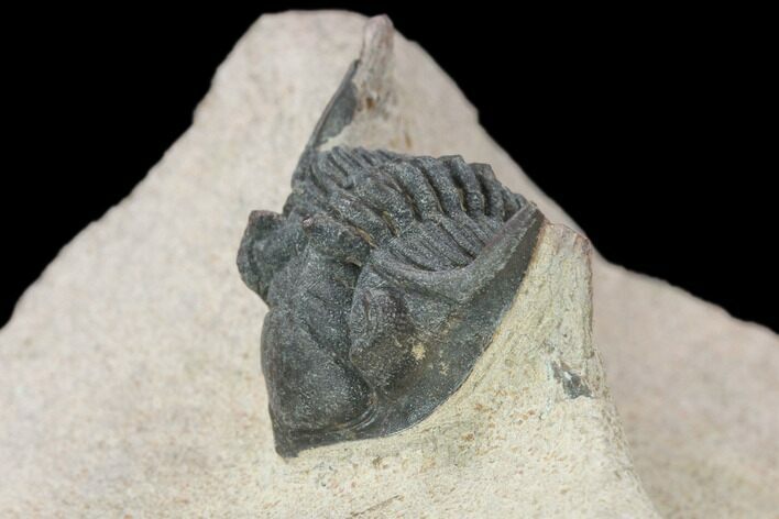 Bargain, Metacanthina Trilobite - Lghaft, Morocco #119828